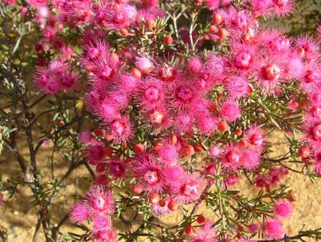 Wildflowers Image