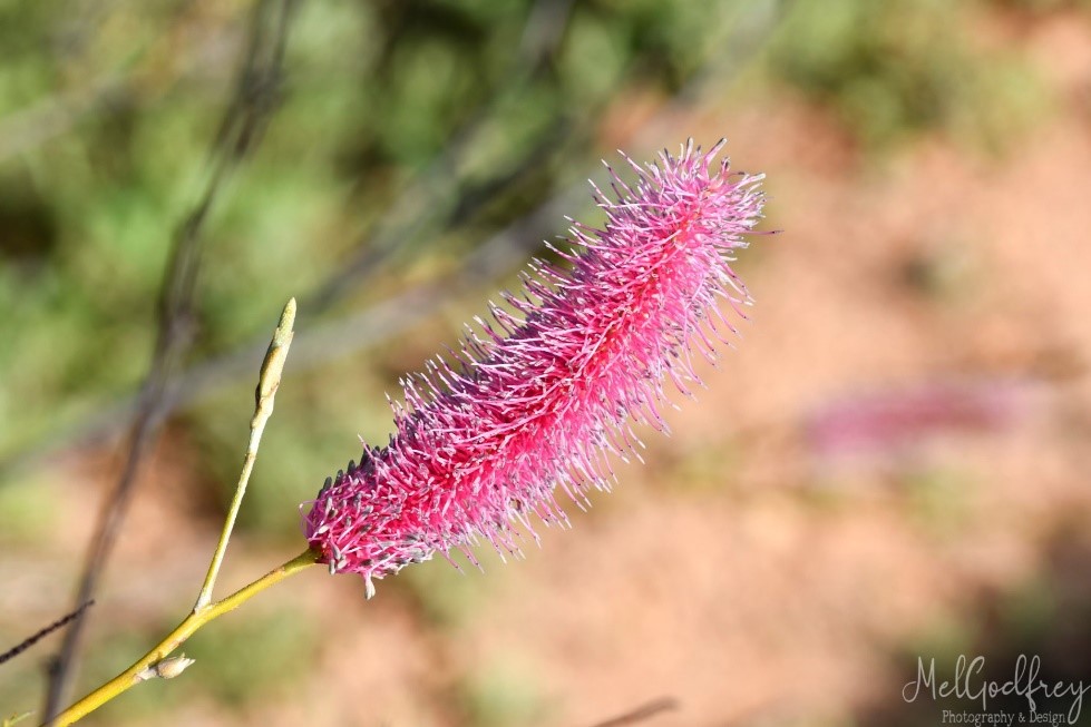 Pink Poker