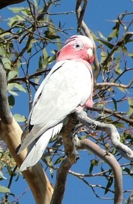 Birds - Cockatoo