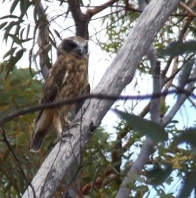 Birds - Southern Boobook Owl