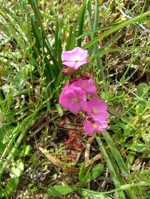 Wongan Pink Flower