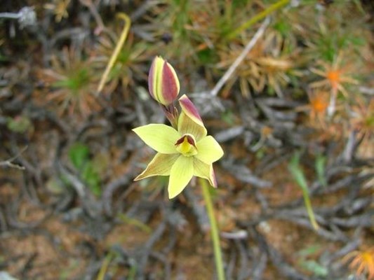 Dingo Rock - Orchids