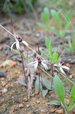 General - Winter Spider Orchid
