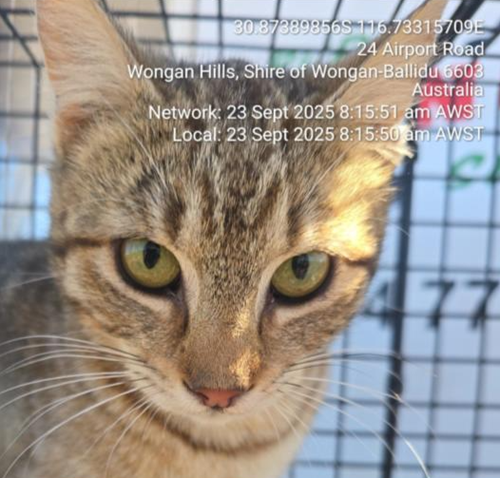 Photo for animal #10040