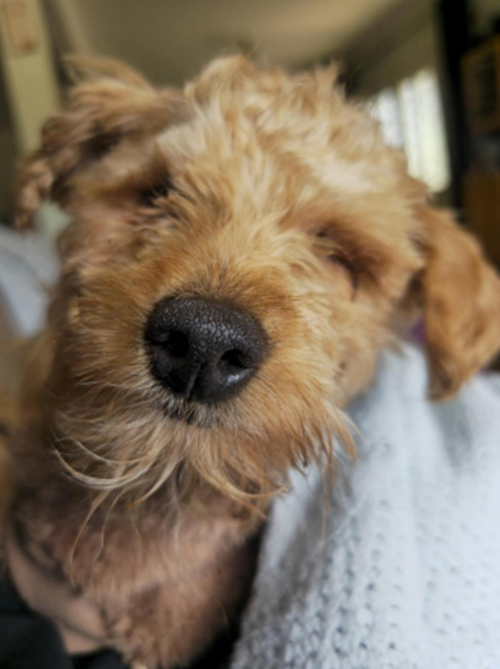 Photo for animal #10041