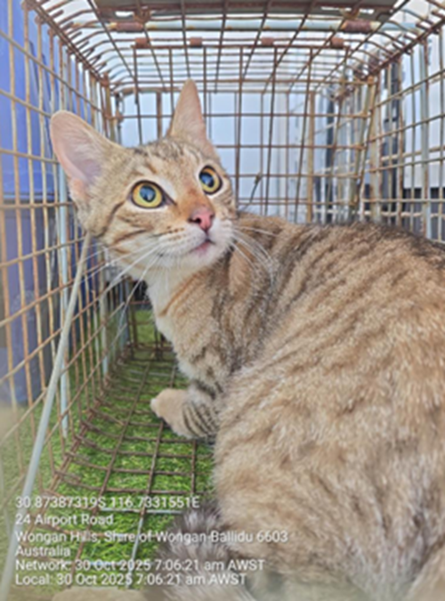 Photo for animal #10042