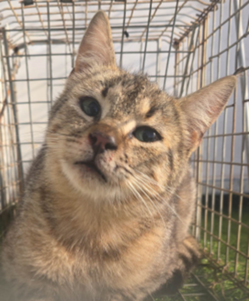 Photo for animal #10043