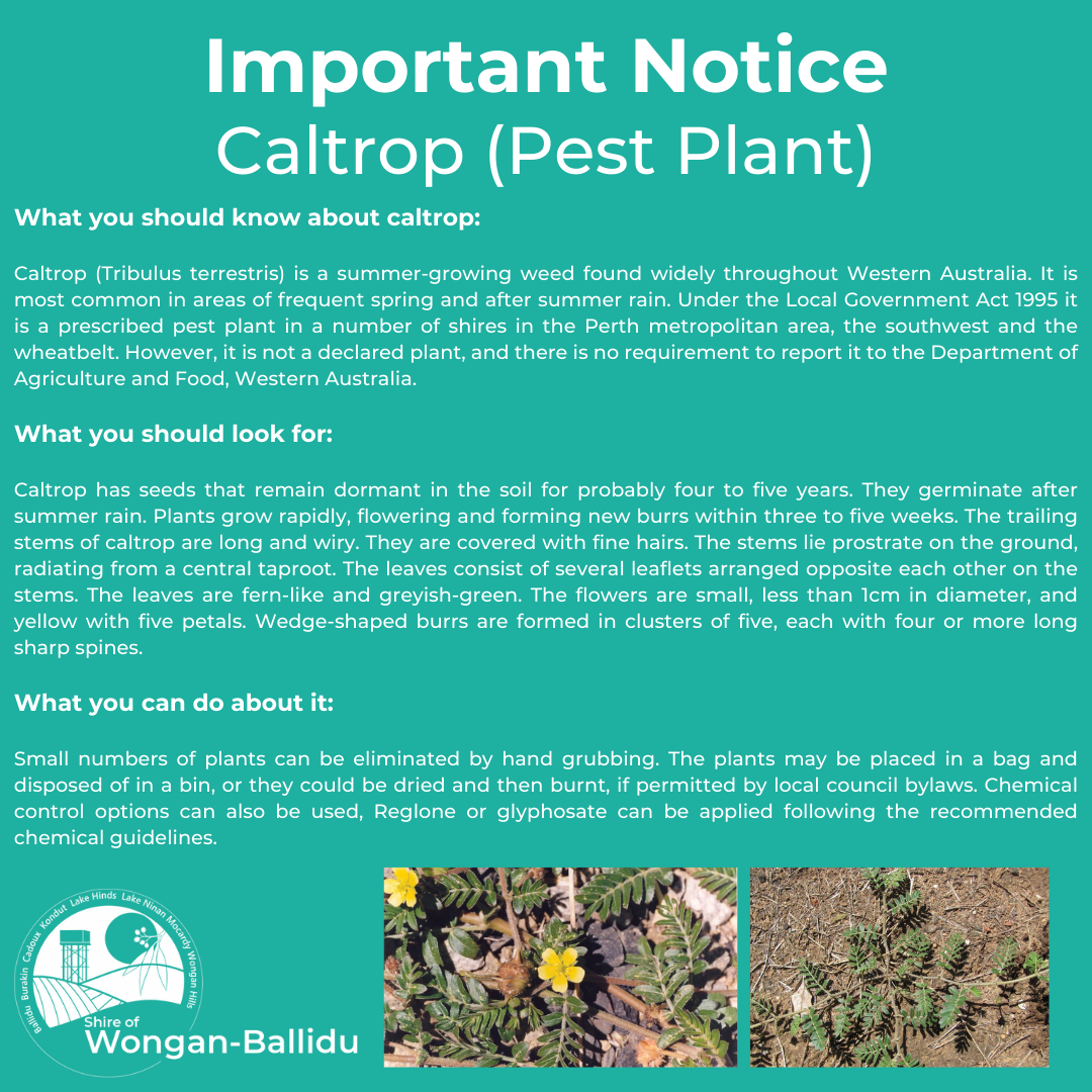 IMPORTANT NOTICE - Caltrop (Pest Plant)