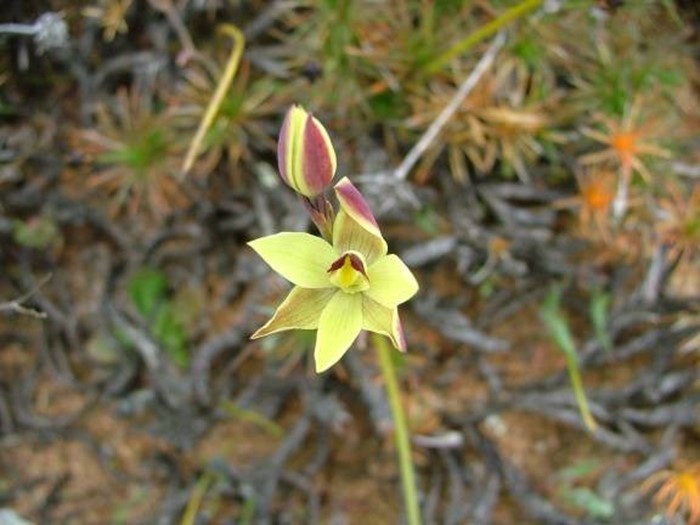 Image Gallery - Orchids