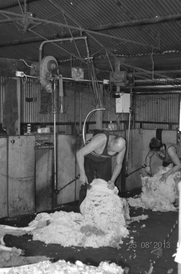 Farming Life Shearing
