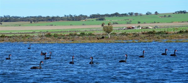 Swans Lakeside Ballidu June 2016